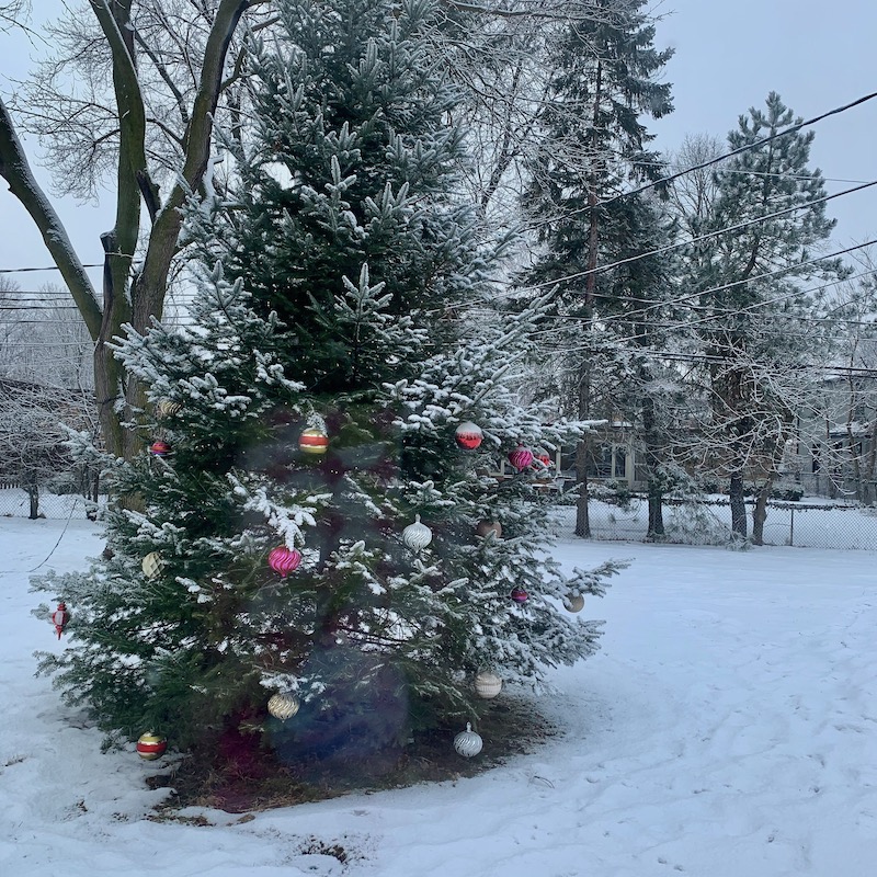 A pine tree in a snowy backyard, festooned with colorful giant Christmas ornaments